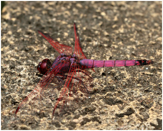 Trithemis annulata haematina